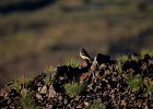 Woestijntapuit (desert wheatear) (Oenanthe deserti) - Ongiin Khiid 18-08-2016 (2)